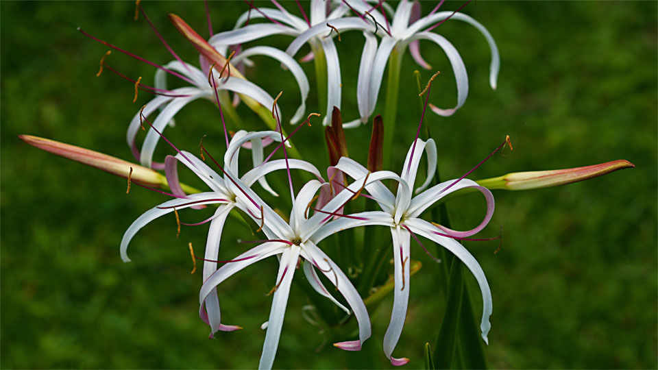 Sir Seewoosagur Ramgoolam Botanical Garden VII, Pamplemousses / MU