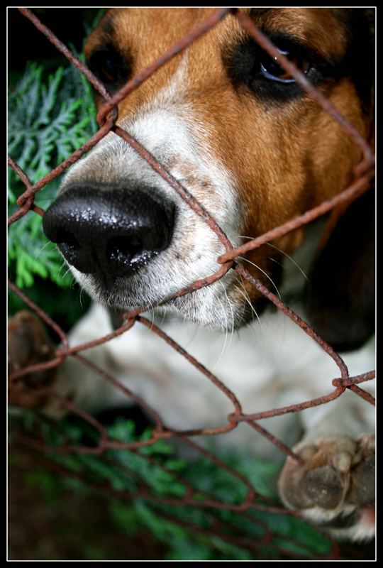 Sir Watson hinter Gittern