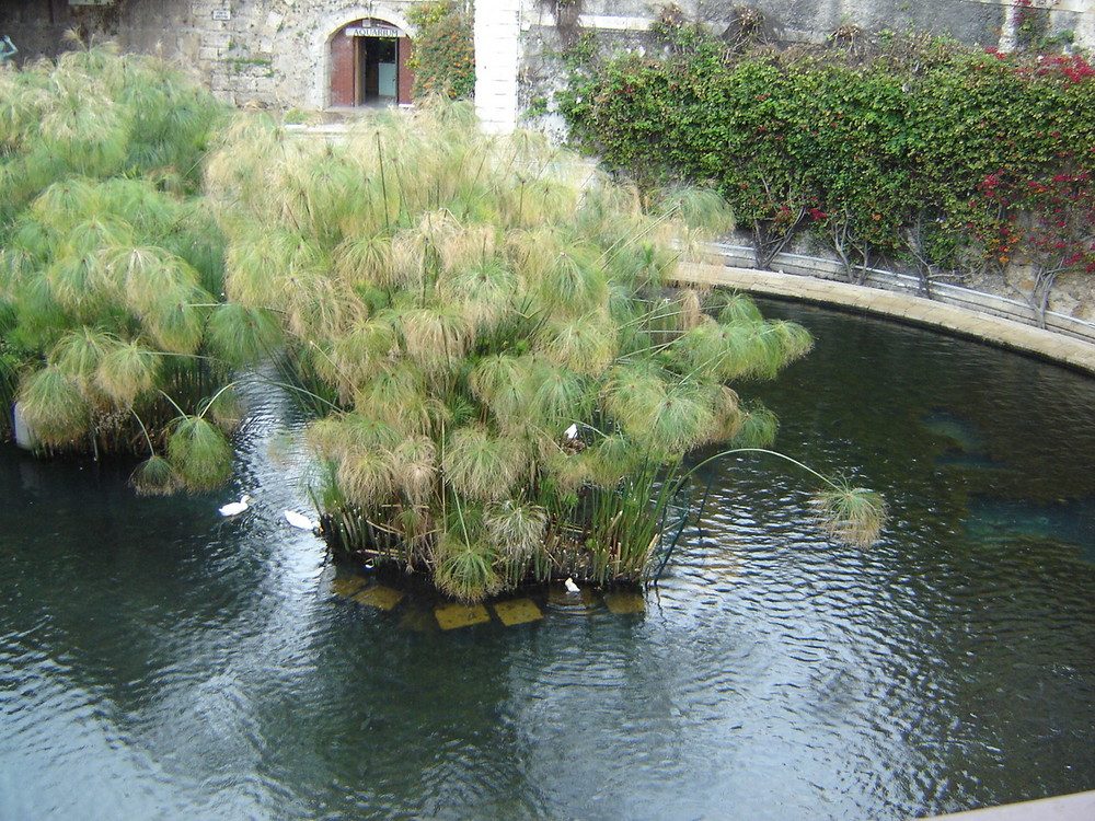 siracusa. la fonte di Arethusa