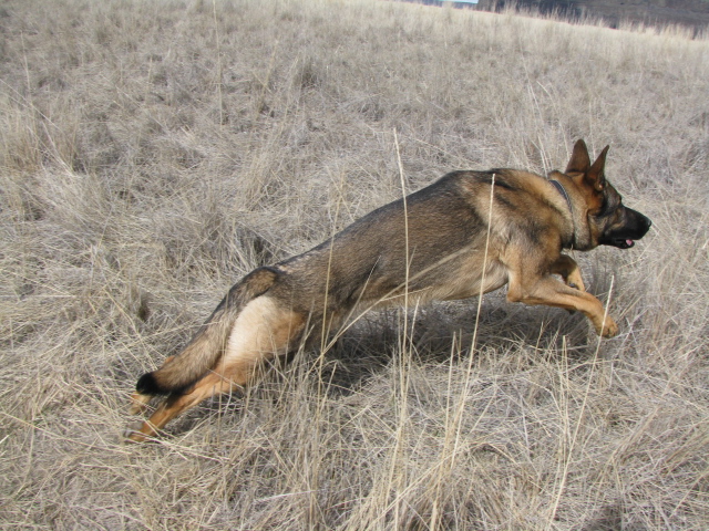 Siren 1yo female GSD.