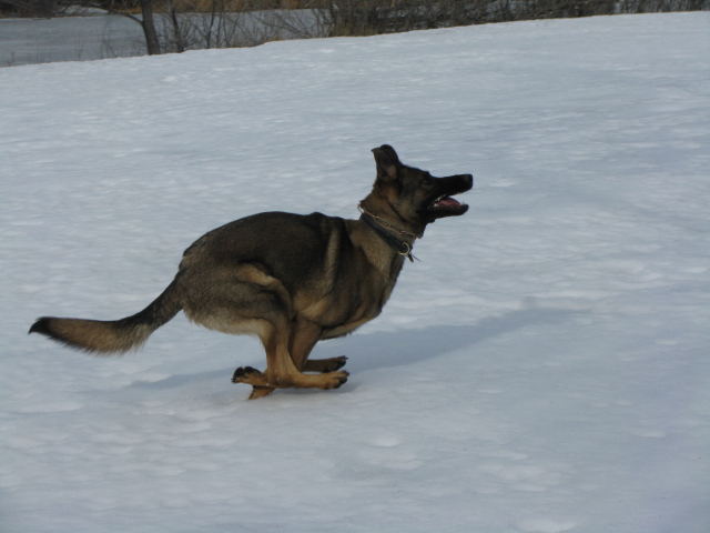 Siren running in the snow