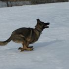 Siren running in the snow