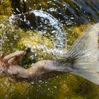 sirène dans fontaine 