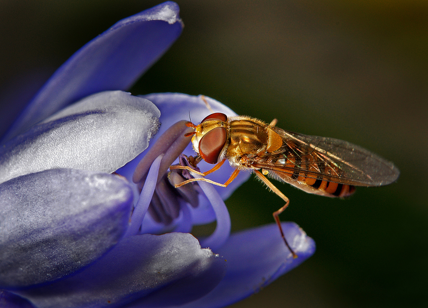 Sírfido y flor