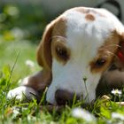 Siri und das Gänseblümchen