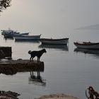 Siro am einem kleinen Hafen in Croatien