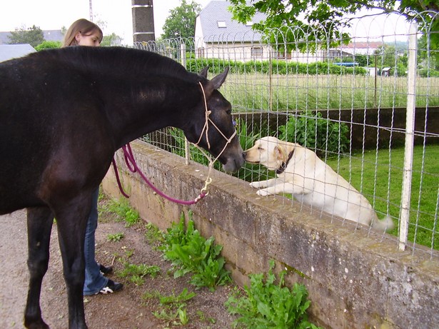 Sirocco, poulain de 1 an