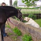 Sirocco, poulain de 1 an