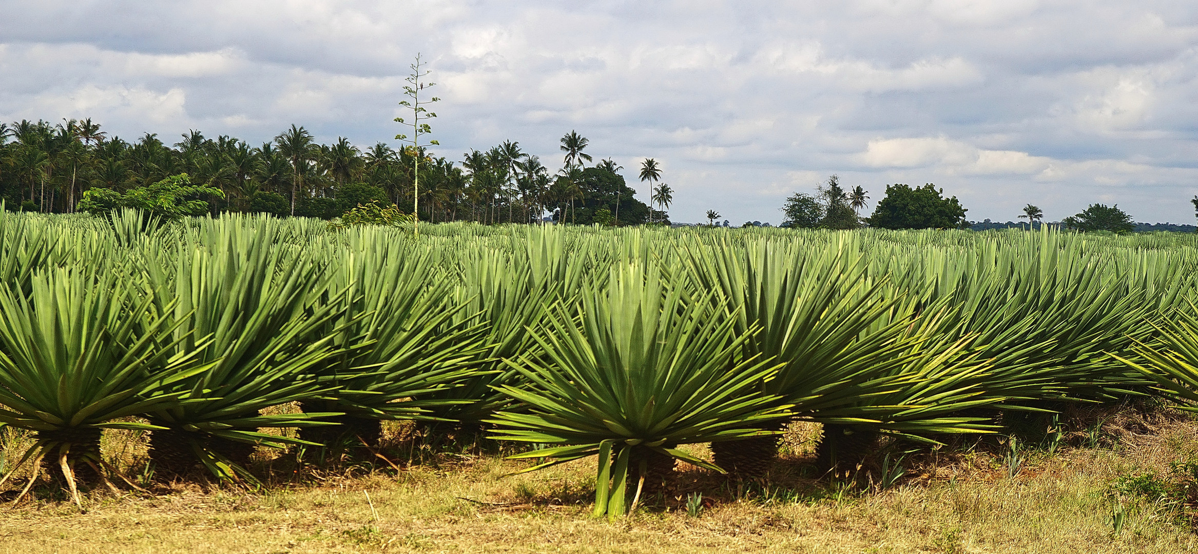 Sisal-Plantage bei Tanga