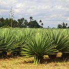 Sisal-Plantage bei Tanga