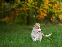 "Siska" und der Apfelbaum