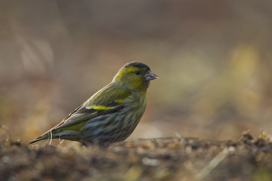 Siskin