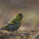 Siskin