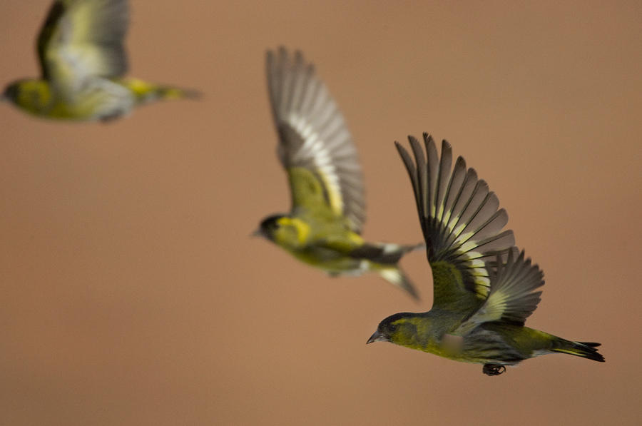 Siskin