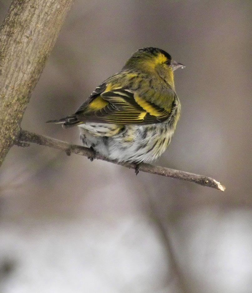 Siskin