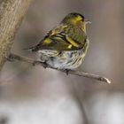 Siskin