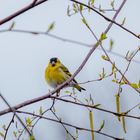 Siskin (carduelis spinus 15th April 2023-