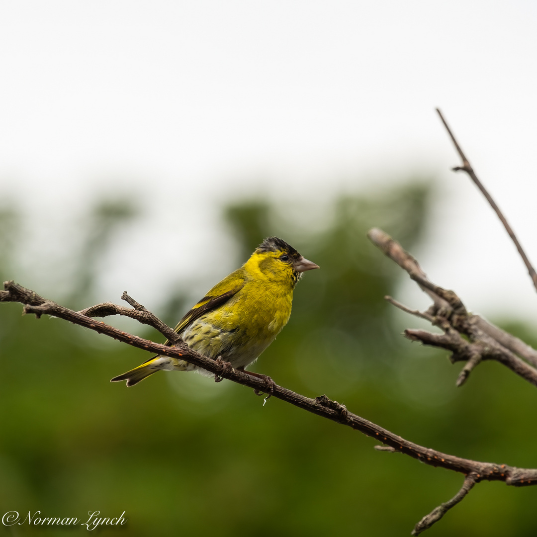 Siskin (carduelis spinus) 2021