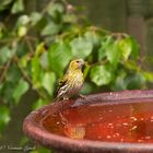 Siskin (carduelis spinus) 2021