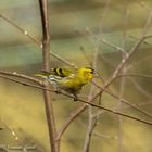 Siskin (carduelis spinus)