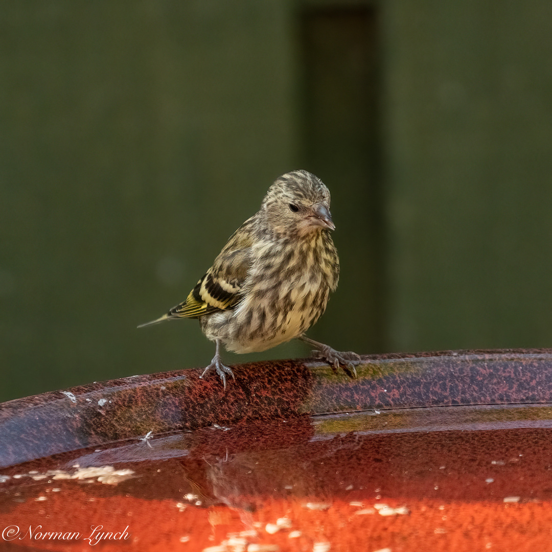 Siskin (carduelis spinus)