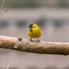 Siskin (carduelis spinus)