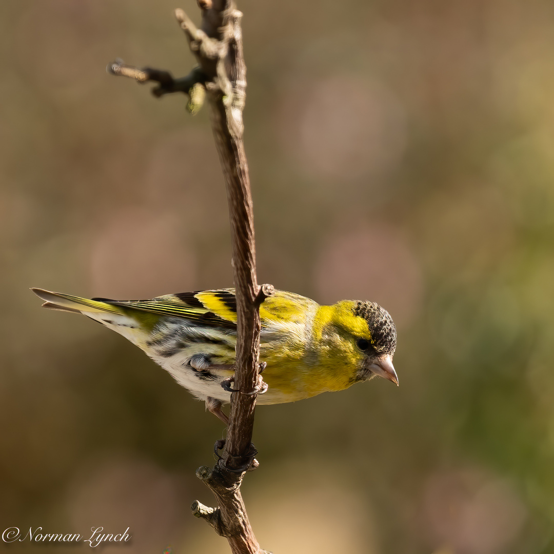 Siskin (carduelis spinus)