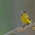 Siskin