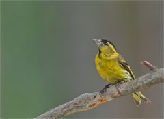 Siskin