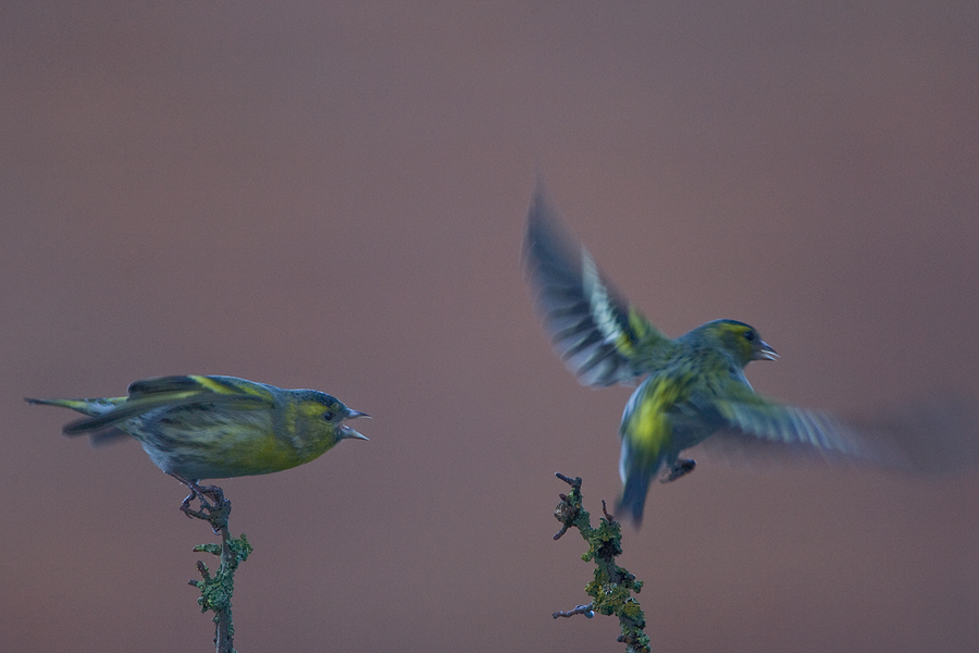 Siskins