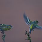 Siskins