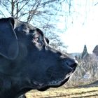 SISKO auf dem Schlossberg in Altensteig