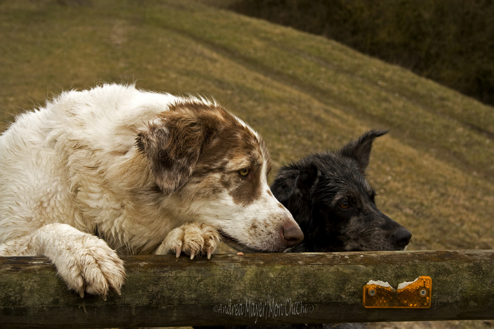 Sissi und Gizmo III