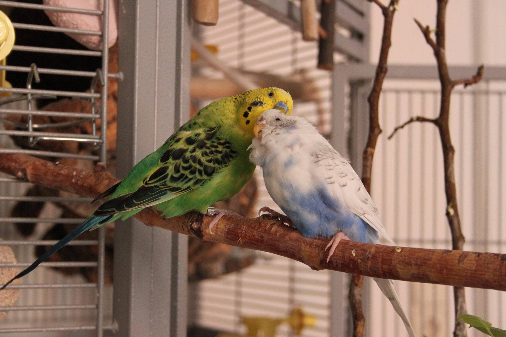 Sissi und Henry meine beiden knutschkugeln