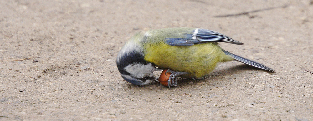 Sisyphusarbeit - Blaumeise (Parus caeruleus)