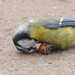 Sisyphusarbeit - Blaumeise (Parus caeruleus)