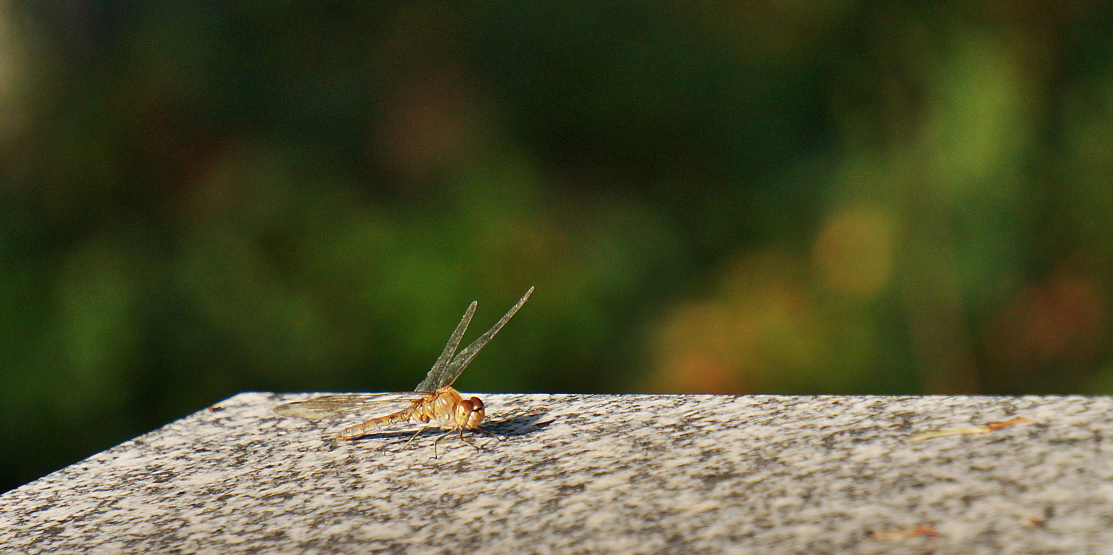 Sit down lil´ Dragonfly