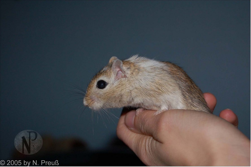 Sit - Mongolische Wüstenrennmaus