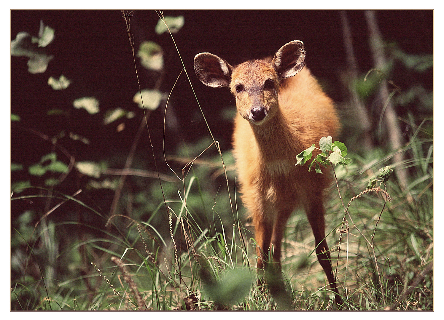 Sitatunga