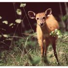 Sitatunga