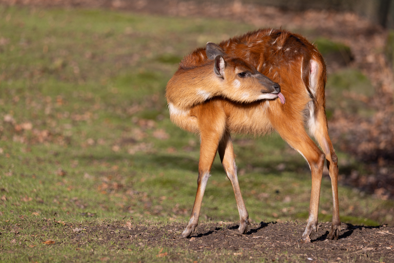 Sitatunga