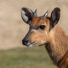 Sitatunga