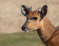 Sitatunga