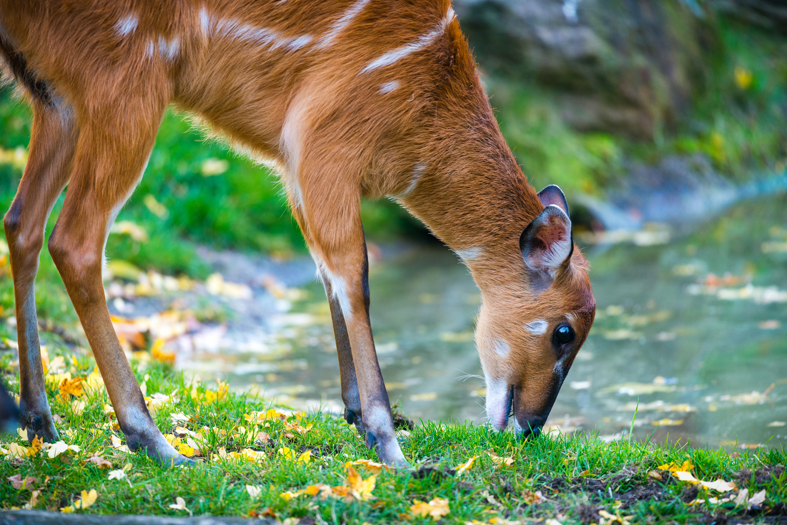 Sitatunga