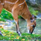 Sitatunga