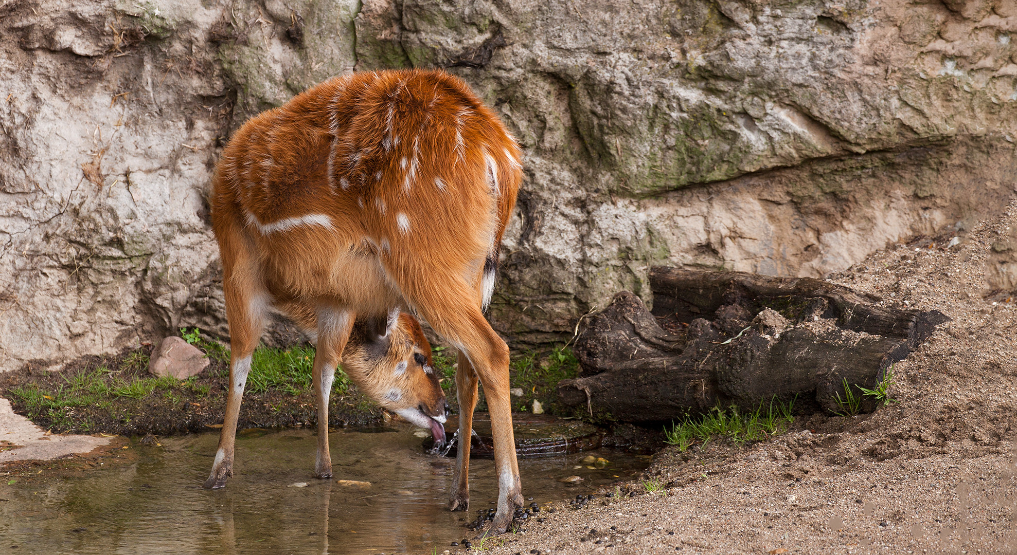 Sitatunga 