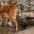 Sitatunga 