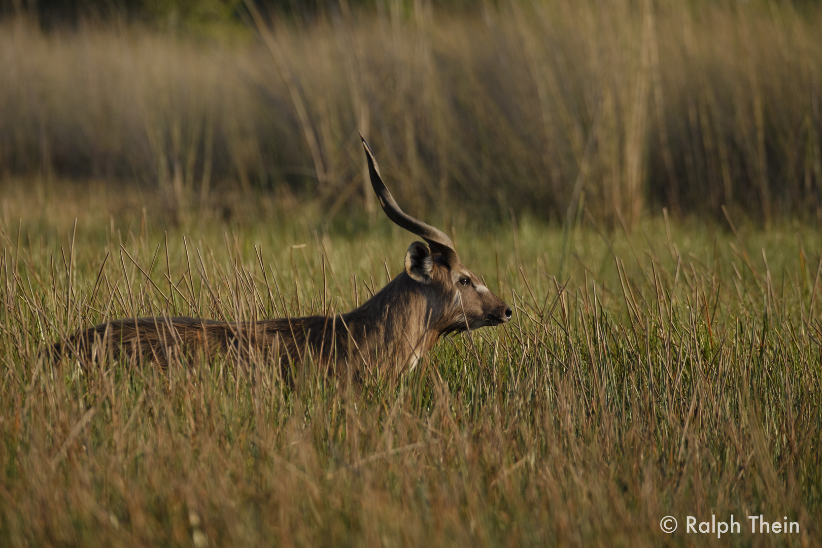 Sitatunga 