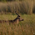 Sitatunga 