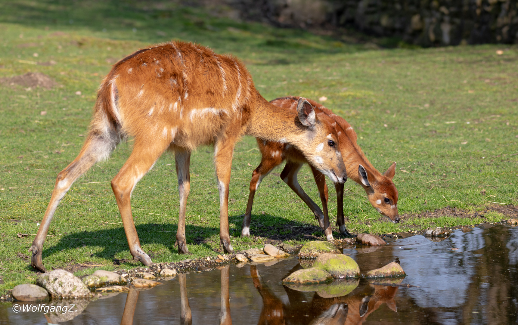 Sitatunga-Antilope